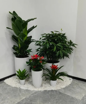 了解余姚花卉租摆公司，解锁绿植新体验